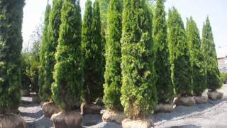 Buy Emerald Green Arborvitae in Bulk [upl. by Idnerb]