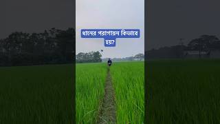 ধানের পরাগায়ন কিভাবে হয় [upl. by Alfonse]