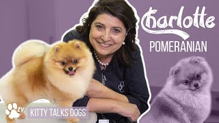 Kitty Talks Dogs grooming Charlotte the Pomeranian  TRANSGROOM [upl. by Zorina729]