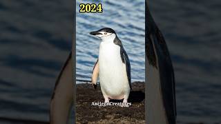 2024 Chinstrap Penguin 🐧🐧 5000 Bce Chinstrap Penguin 🐧🐧  Ancient Creatures shorts shortvideo [upl. by Arahset675]