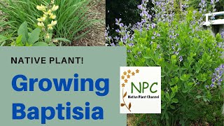 How to grow baptisia wild indigo  deer resistant [upl. by Herzog]