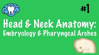 Head amp Neck Anatomy  Embryology amp Pharyngeal Arches  INBDE [upl. by Quint]