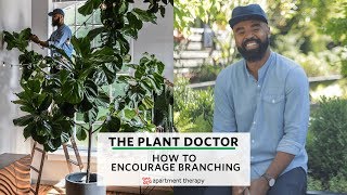 How To Encourage Branching  The Plant Doctor [upl. by Anatollo]