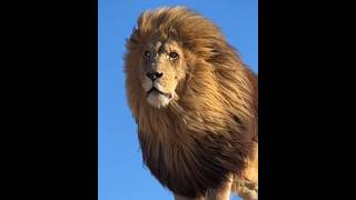 Lion the king lion nature naturelovers shorts wildlifephotography wildlife animals 2024 [upl. by Madigan958]