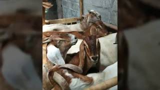 Ternak Kambing Jawa Randu Tanpa Ngarit  78 Farm Jogja  081228380678 [upl. by Liscomb]