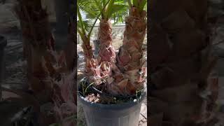 Washingtonia robusta en grupos palm plants elche palmsunday green [upl. by Hoes]