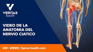 Video de la anatomia del nervio ciatico [upl. by Stephine]