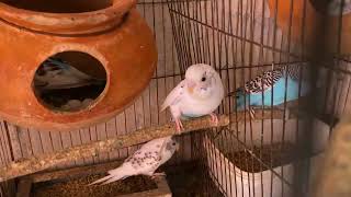 Budgerigar viral viralvideo birds birdslover budgerigar bird love videoviral birdslovers [upl. by Taryn978]