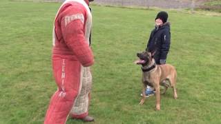 personal  family protection dog training [upl. by Akitahs]