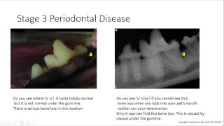 Dentistry For Pet Owners 101 What do the 5 stages of Periodontal Disease look like in a Dog [upl. by Nofets]