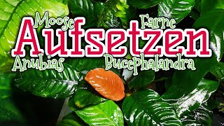 Aufsitzerpflanzen richtig aufsetzen  Moose  Anubias  Farne  Bucephalandra  ProfiTipp [upl. by Onileba]