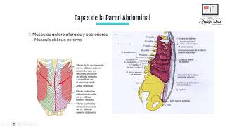 Anatomía de Abdomen Parte I Pared Abdominal y Peritoneo [upl. by Sairahcaz]