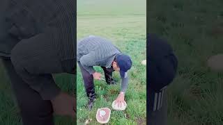 Come to pick mushrooms lifeinxinjiang [upl. by Eerehs471]