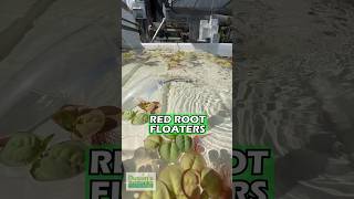 RED ROOT FLOATER WOW FLOATING PLANT PHYLLANTHUS FLUITANS 🔥🔥🔥Aquarium Plant 🌱 For Sale [upl. by Brock707]