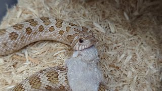 Hognose snakes eggs even while in shed [upl. by Ahsinar983]