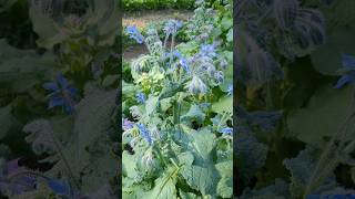 Our Borage patch [upl. by Hayott]