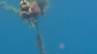 Spearfishing subscribers fishing anduhaw [upl. by Cressy450]