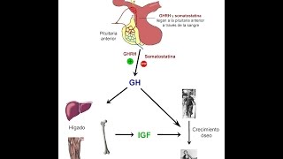 FISIOLOGÍA DEL SISTEMA ENDOCRINO La hormona del crecimiento GH [upl. by Eet334]