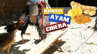 WOW AYAM CIDERA SEMBUH DENGAN RESEP AJAIB INI [upl. by Nylad47]