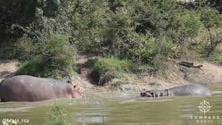 Mama Hippo Chases Mating Lions from Watering Hole [upl. by Duggan]