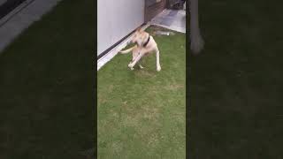 Dray Masti Time Video Part 9 labrador doglover amazingshorts viralvideo [upl. by Nileek]