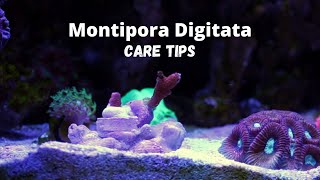 Montipora Digitata Coral Care [upl. by Lehplar]