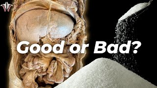 What Sugar ACTUALLY Does to the Body [upl. by Ebenezer]