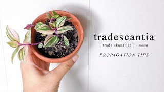 Grow your Tradescantia Plant Propagate Cuttings in Soil Water or Sphagnum Moss [upl. by Ivens]