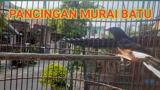 SUARA PANCINGAN MURAI BATU GACOR 989 AMPUH BIKIN GACOR FIGHTER MURAI MACET BUNYI100 [upl. by Yelsnit]