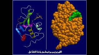 Lysozyme enzyme  إنزيم الليزوزيم  المعقد  إنزيممادة التفاعل [upl. by Gnahk]