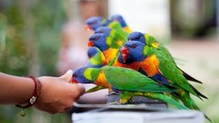 Lorikeet Feeding Frenzy [upl. by Vin]