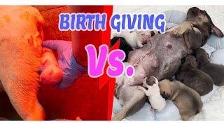 NATURAL Birth Vs C  SECTION 🐶 [upl. by Eniamsaj]