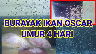 CARA MERAWAT BURAYAK IKAN OSCAR  PERKEMBANGAN BURAYAK IKAN OSCAR HARI KE 4 [upl. by Yllut]