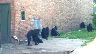 Chimps Play Fighting at Chester Zoo [upl. by Ime164]