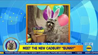 Florida raccoon named the 2024 Cadbury Bunny [upl. by Virginie849]