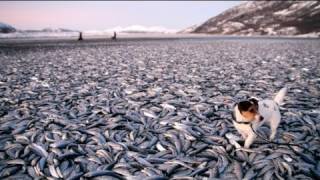 Le mystère des harengs échoués en Norvège [upl. by Baillie114]