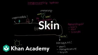 Meet the skin Overview  Integumentary system physiology  NCLEXRN  Khan Academy [upl. by Oiliduab]