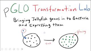 pGLO Bacterial Transformation Lab [upl. by Littman]