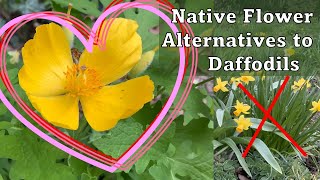 Native Flower Alternatives to Daffodils [upl. by Moitoso]