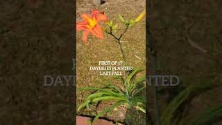 First New Daylily [upl. by Ojimmas]