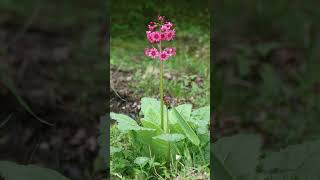 Japanese Primrose Primula japonica in Primrose Family Primulaceae  Observed in Description [upl. by Enirehtahc]