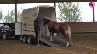 Pferd ohne Zwang in den Hänger verladen [upl. by Mishaan]