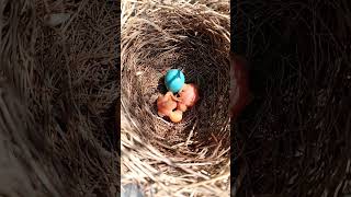 Wild babbler bird babies P 11 short viralshorts ytshorts [upl. by Ahsienahs980]