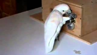 Amazing Parrot Picking Complex Lock to get Food [upl. by Aeslahc]