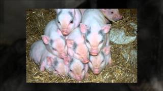 Micro Pigs For Sale Feb 2013  LancashireMicroPigscouk [upl. by Duval]