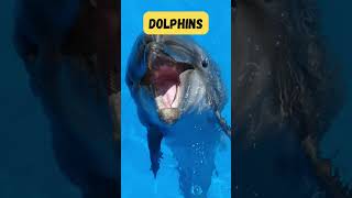 Land amp Sea Animal Adventure Song for Kids  Fun Animal Learning  Phonics amp Singing  abcd kids [upl. by Jarin]