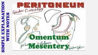 PERITONEUM OMENTUM MESENTERY [upl. by Ecnerewal]