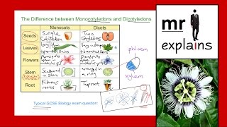 mr i explains The Difference between Monocotyledons and Dicotyledons [upl. by Erme866]