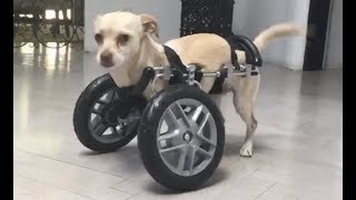 LIVE Adoptable Two Legged Chihuahua Puppy Learns How To Use Her Wheels  The Dodo LIVE [upl. by Robertson549]