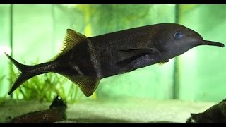 Elephantnose Fish in nicely planted Tank [upl. by Nrehtak]